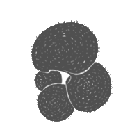 foraminifera group icon