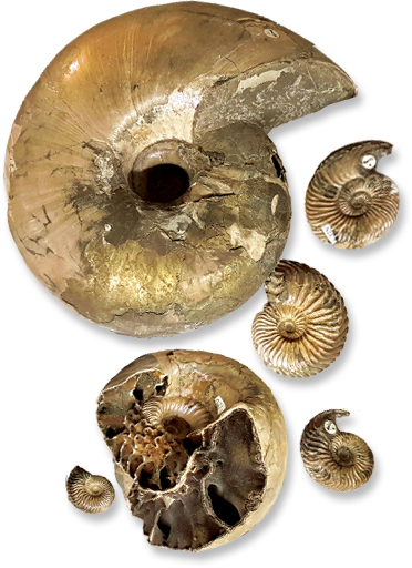 Homepage photo: Ammonites