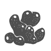porifera group icon